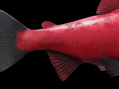 Oncorhynchus Nerka - The Red Sockeye Salmon 3D model