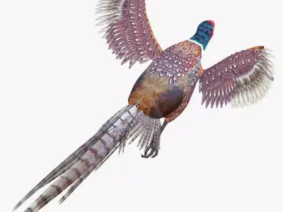 Pheasant bird rigged 3d model Low-poly 3D model