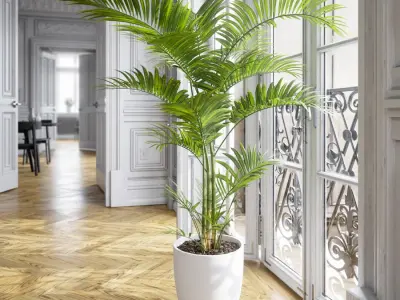  Parlor Palm Potted Plant Model 