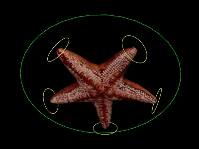 Jelly Fish Rig - Star Fish Rig  Low-poly 3D model