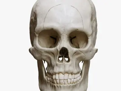 Human Skull Explode Anatomy Atlas 3D model