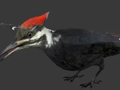 woodpecker Low-poly 3D model