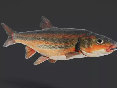 big-scaled redfin - tribolodon hakonensis fish Animated 3D model