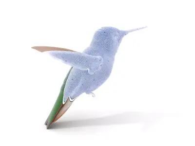 Emerald Hummingbird model pack Low-poly 3D model