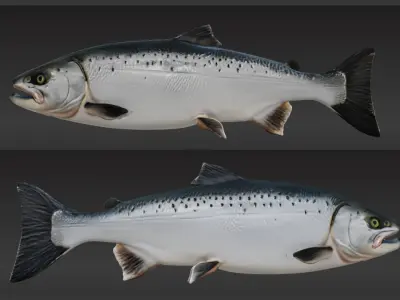 3d salmon fish Low-poly 3D model