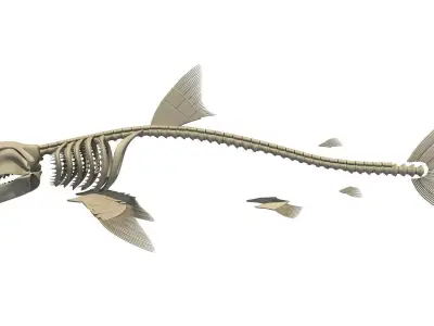 Great White Shark Skeleton 3D model