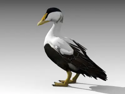 Common Eider Low-poly 3D model
