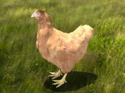 Chicken in grassy field Low-poly 3D model