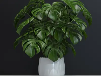 Mostera 3D model