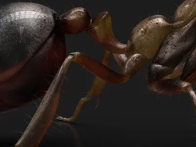 Ant ANIMATED 3D model