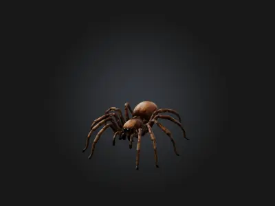 Realistic Spider Model Low-poly 3D model