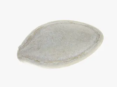 Pumpkin Seed 02 3D model