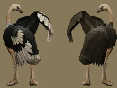 OSTRICT RIGGED ANIMATED 11 Low-poly 3D model