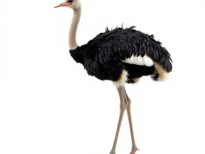 Ostrich Model Pack with Detailed Feather Texture Low-poly 3D model