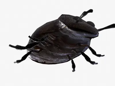 Rigged Bug  Low-poly 3D model