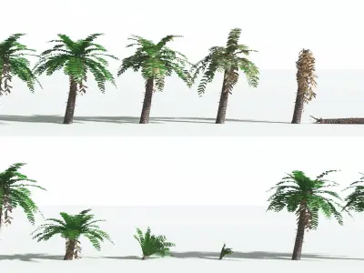 EVERYPlant Pseudoctnis Cycad LowPoly 4 --12 Models-- Low-poly 3D model