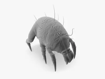 Dust Mite 3D model