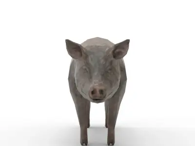 Oxford Pig Free 3D model
