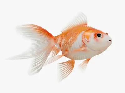 Goldfish Red White Veiltail 3D model