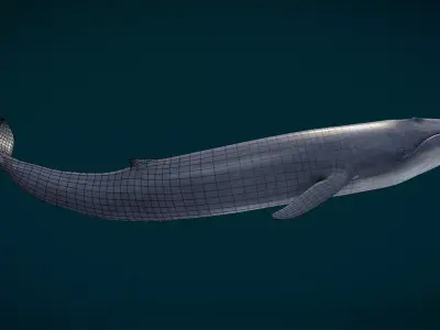 Realistic Blue Whale Low-poly 3D model