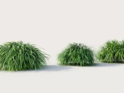 Hakonechloa macra b 3D model