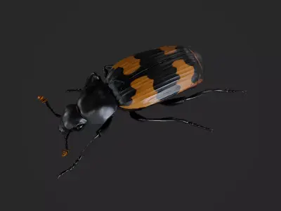 Burying beetle Nicrophorus japonicus  Low-poly 3D model