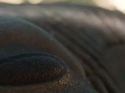 Trilobite Low-poly 3D model