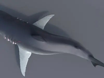 Great white shark - Carcharodon carcharias 3D model