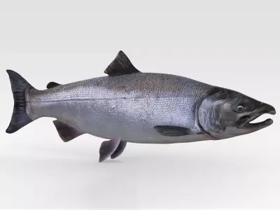Salmon Fish 3D model