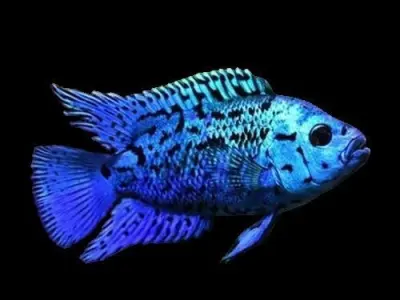 Blue Cichlid Fish 3D model
