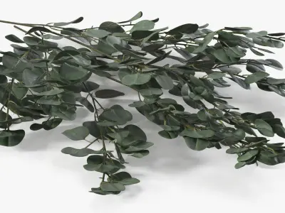 Silver Eucalyptus Stems 3D model
