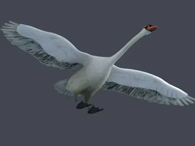 swan bird wildlife nature feather elegant white spread  3D model