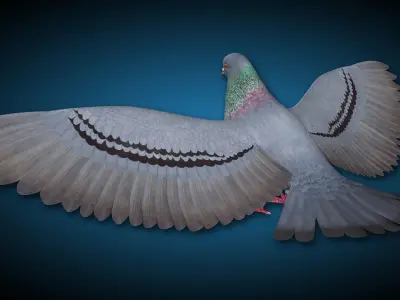 Pigeon A - Flight 3D model