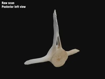 Dolphin vertebra Low-poly 3D model Low-poly 3D model