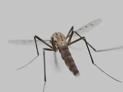 Realistic Mosquito 3D Model  Game Ready Low-poly 3D model