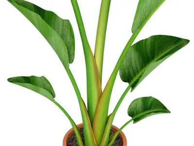 ikea STRELITZIA Potted plant Bird of paradise 3D model