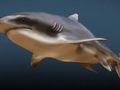 Shark  Rigged Low-poly 3D model