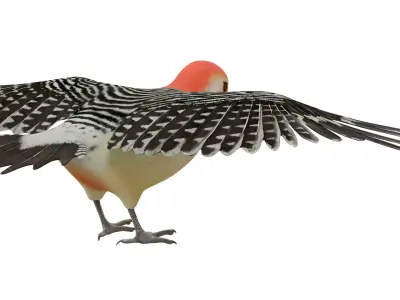 Red Bellied Woodpecker 3D model
