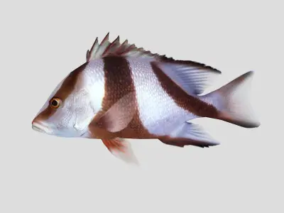 Emperor Red Snapper Fish Low-poly 3D model