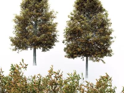  2diffrent tree ShingleOak Fall  2 trees Models in the scene Free 3D model