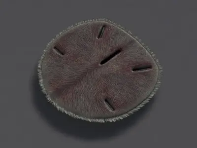 Sand Dollar Low-poly 3D model