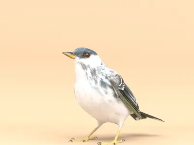 3D Bird Pack Blackpoll Warbler Male and Female Low-poly 3D model