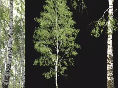 Birch forest part 03 3D model