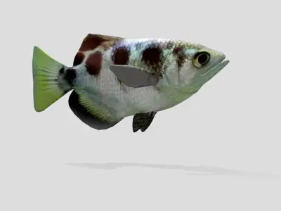 Archerfish Realistic Animated Low-poly 3D model