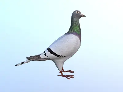 Pigeons Dove Low-poly 3D model