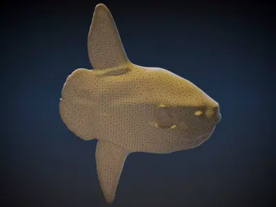 Sun Fish 3D model