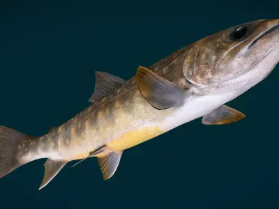 Lake Trout Fish Animated Low-poly 3D model