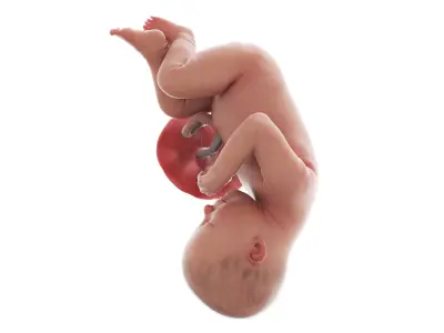 Fetus Anatomy Week 38 Static 3D model