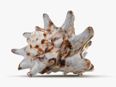 Vasum Turbinellus 3D model