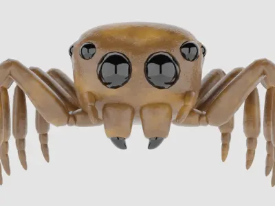 Salticidae spider 3D model
